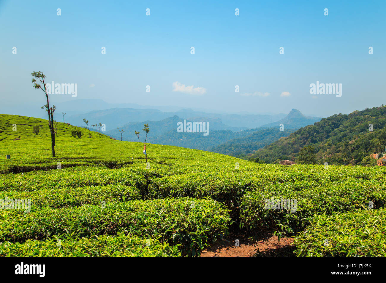 Tee-Plantagen in Munnar, Kerala, Indien. Atemberaubende Aussicht auf grünen Hügeln mit blauem Himmel. Stockfoto