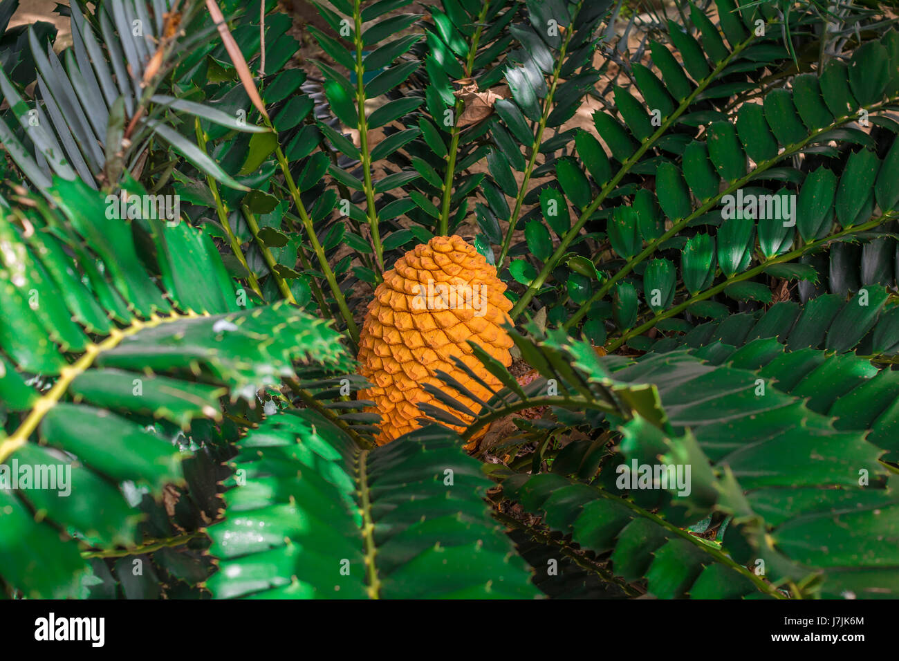 Orange auf grün. Eine exotische Frucht Stockfoto
