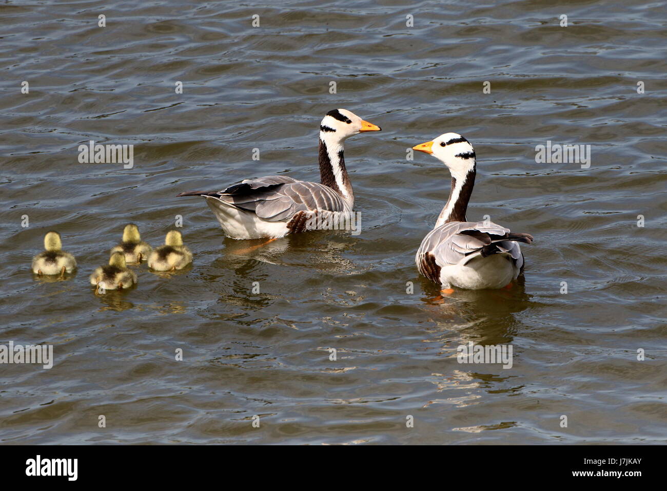 Mutter und Vater unter der Leitung von Bar Gans (Anser Indicus) schwimmen mit vier Neugeborene Gänsel Stockfoto