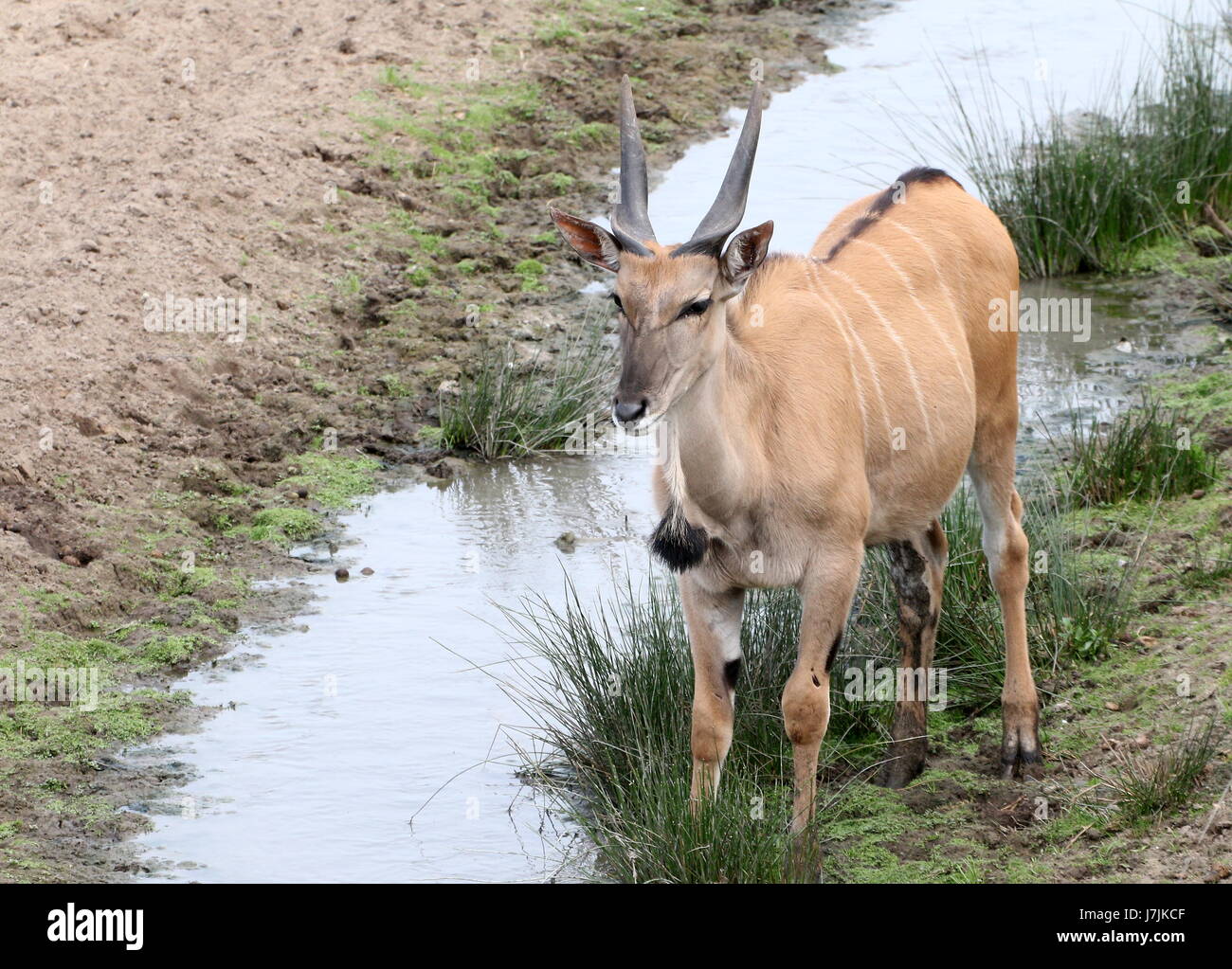 Southern African oder gemeinsame Eland-Antilopen (Tauro Oryx) an einem kleinen Bach trinken. Stockfoto