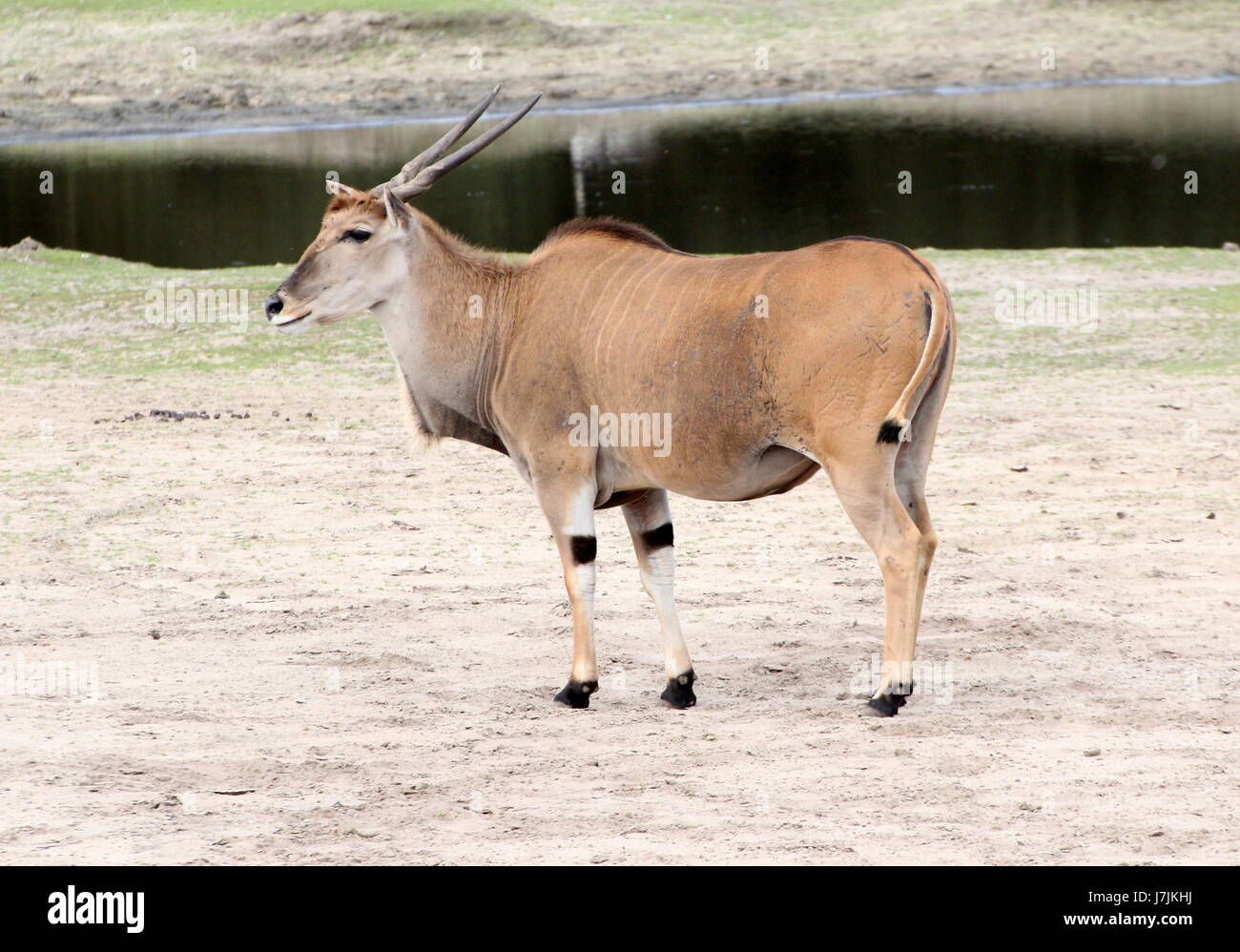 Reifen Sie männlichen afrikanischen Süden oder gemeinsame Eland-Antilopen (Tauro Oryx). Stockfoto