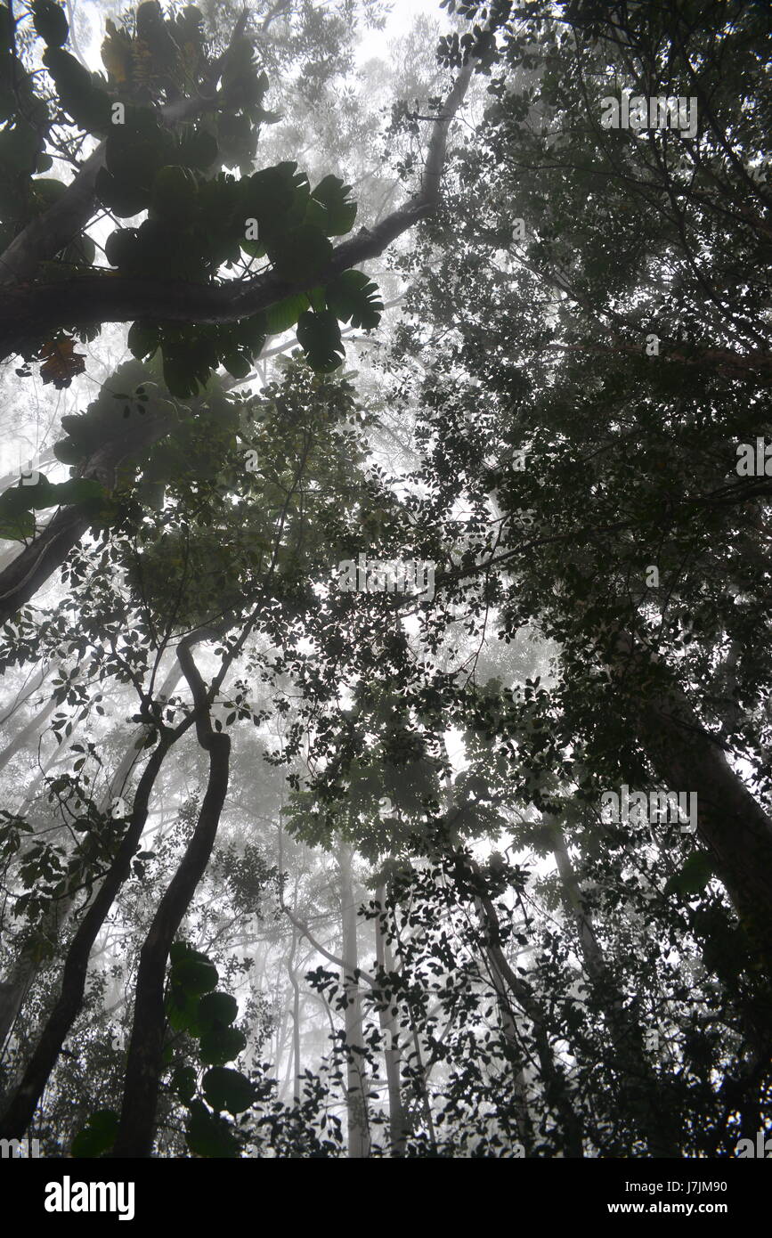 Oben durch die hawaiische tropische Baumkronen an einem dunstigen Morgen Stockfoto