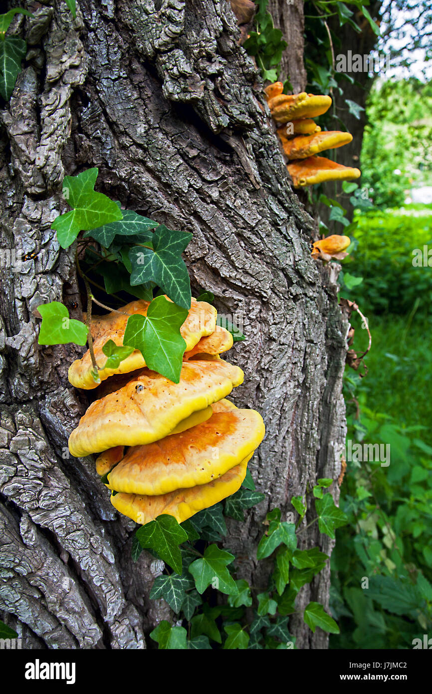 Gemeinsamen schwefelhaltige Porcuple Wald Schwefel Holz auf einem Baumstamm in den Danube Seen in der Nähe von Regensburg Bayern Deutschland Stockfoto