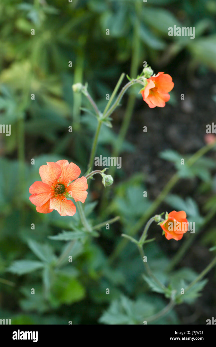 Geum "Völlig Tangerine" Pflanzen blühen im Sommer Garten Grenze. Die Blüten des Werks Geum sind besonders attraktiv für Bestäuber. Stockfoto