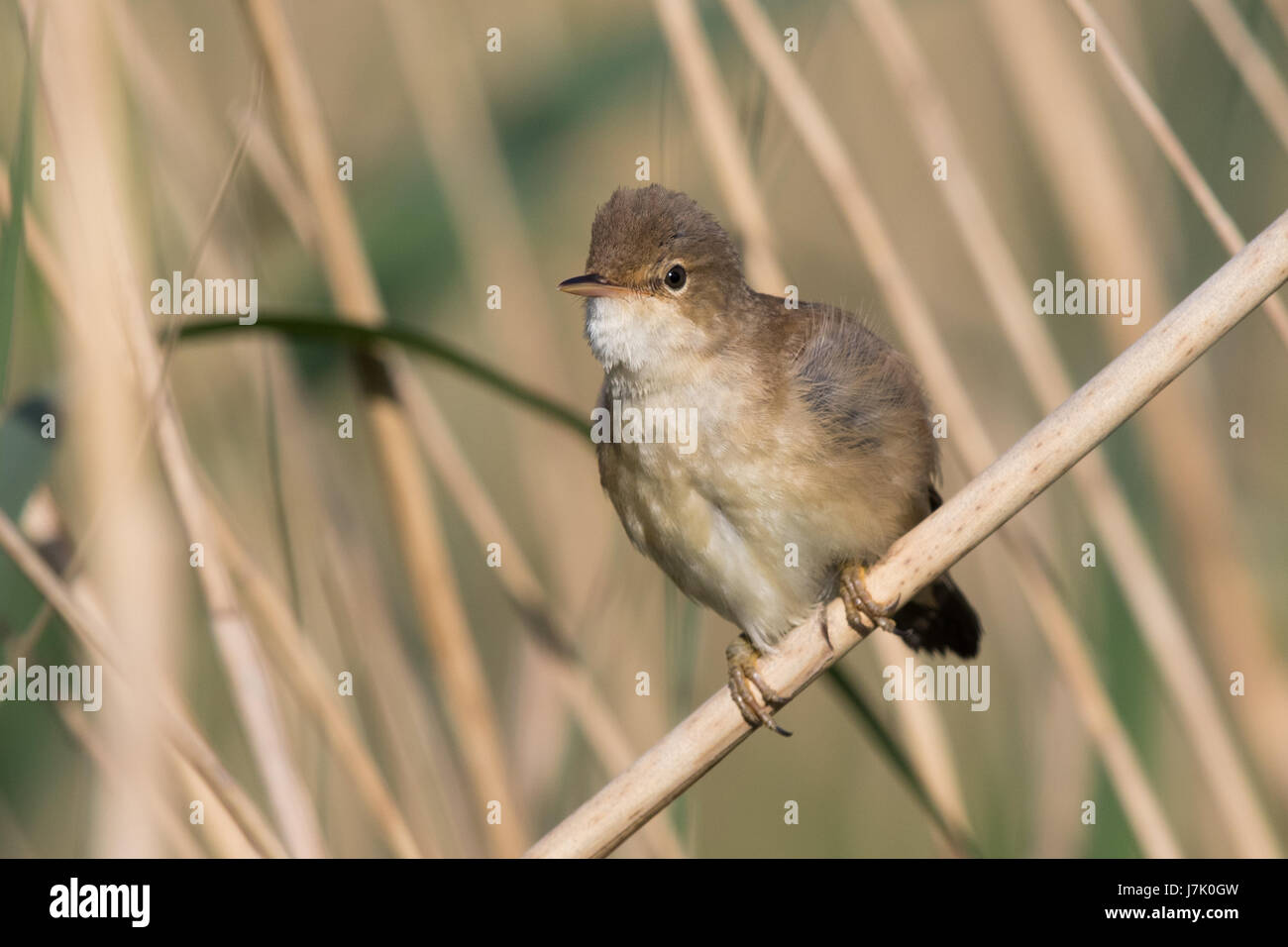 Europäische Rohrsänger (Acrocephalus Scirpaceus) Stockfoto