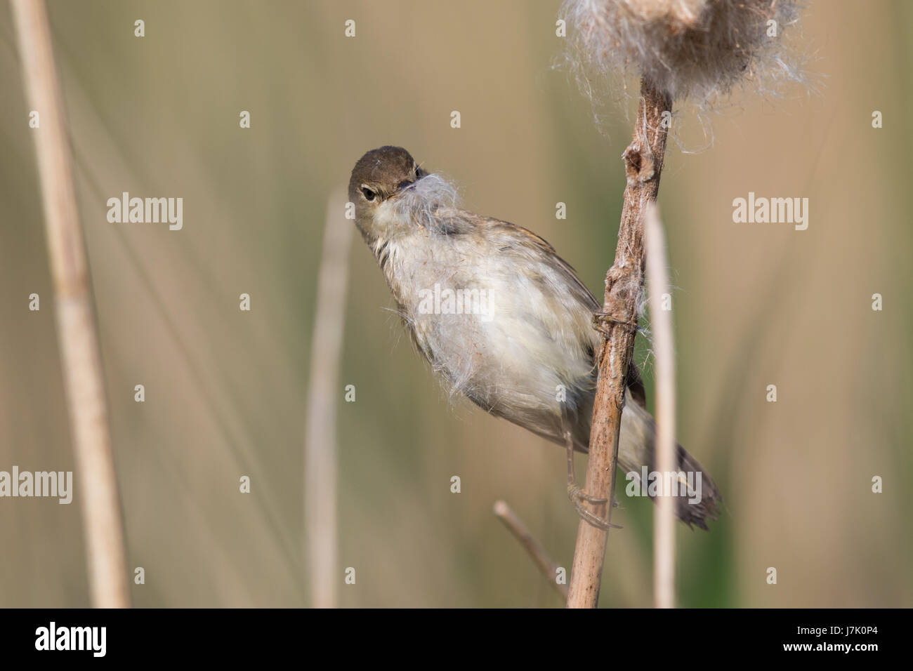 Europäische Rohrsänger (Acrocephalus Scirpaceus) sammeln Nistmaterial aus einem Rohrkolben (Typha Latifolia) Stockfoto