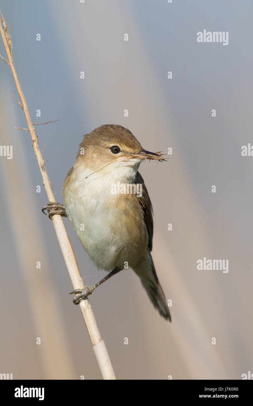 Europäische Rohrsänger (Acrocephalus Scirpaceus) sammeln von Nistmaterial von Phragmites Australis seedheads Stockfoto