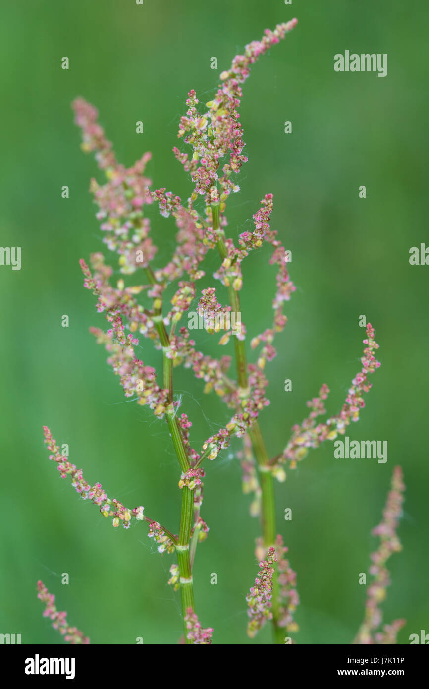 Gemeinsame Sauerampfer (Rumex liegen) Blume Stockfoto