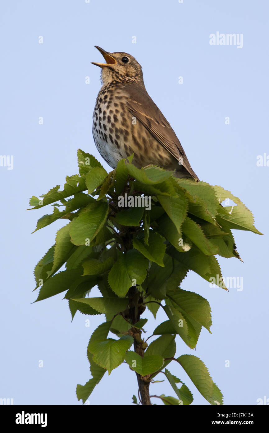 Singdrossel (Turdus Philomelos) singen aus einer Baumkrone Stockfoto