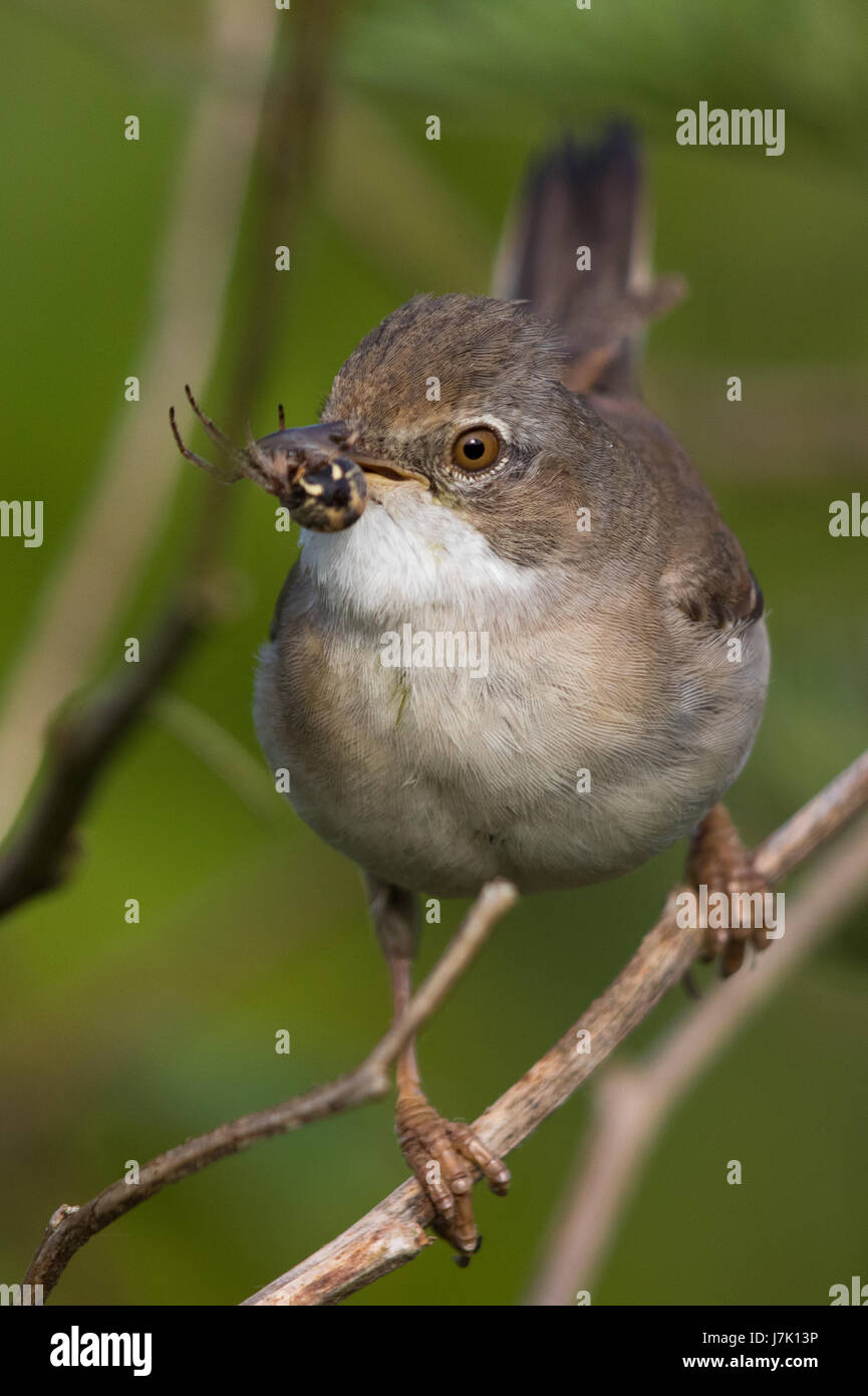 weibliche Common Whitethroat (Sylvia Communis) tragen eine tote Spinne zu seinem nest Stockfoto