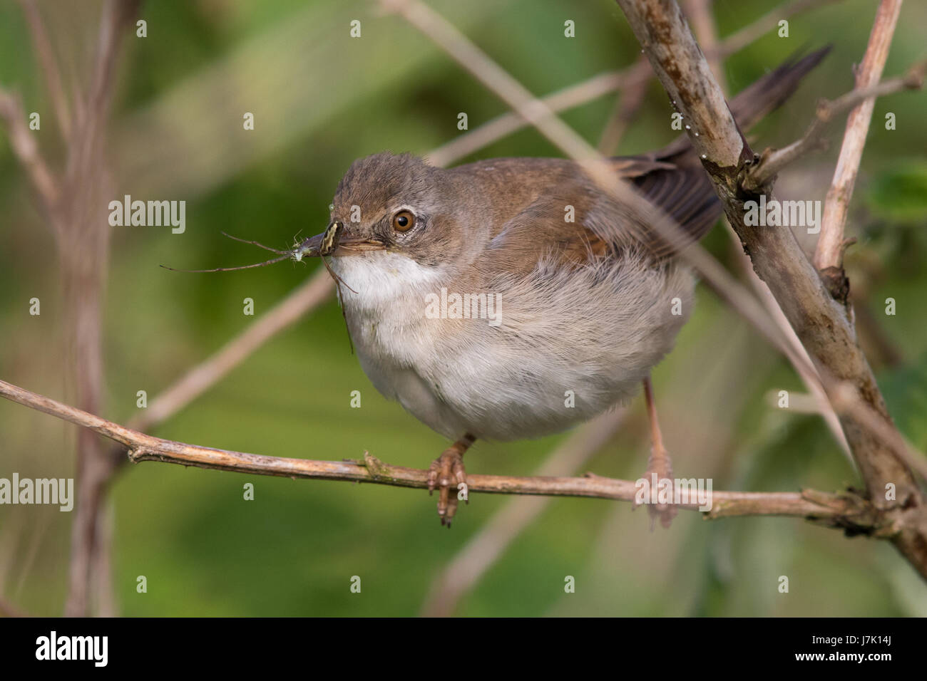 weibliche Common Whitethroat (Sylvia Communis) tragen eine tote Spinne zu seinem nest Stockfoto