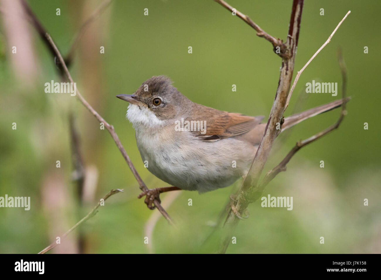 männliche Common Whitethroat (Sylvia Communis) Stockfoto