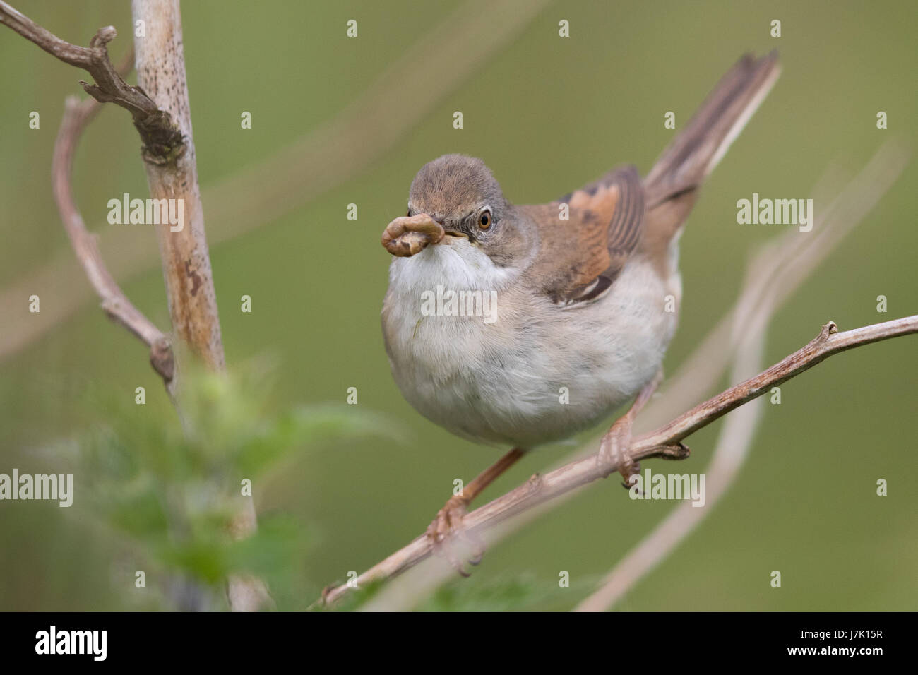 weibliche Common Whitethroat (Sylvia Communis) mit Futter für die Nestlinge Stockfoto