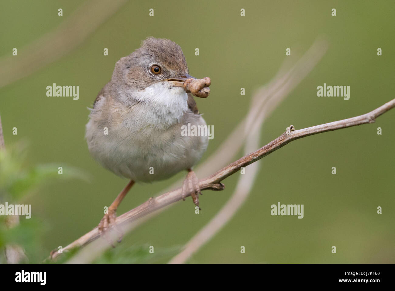 weibliche Common Whitethroat (Sylvia Communis) mit Futter für die Nestlinge Stockfoto