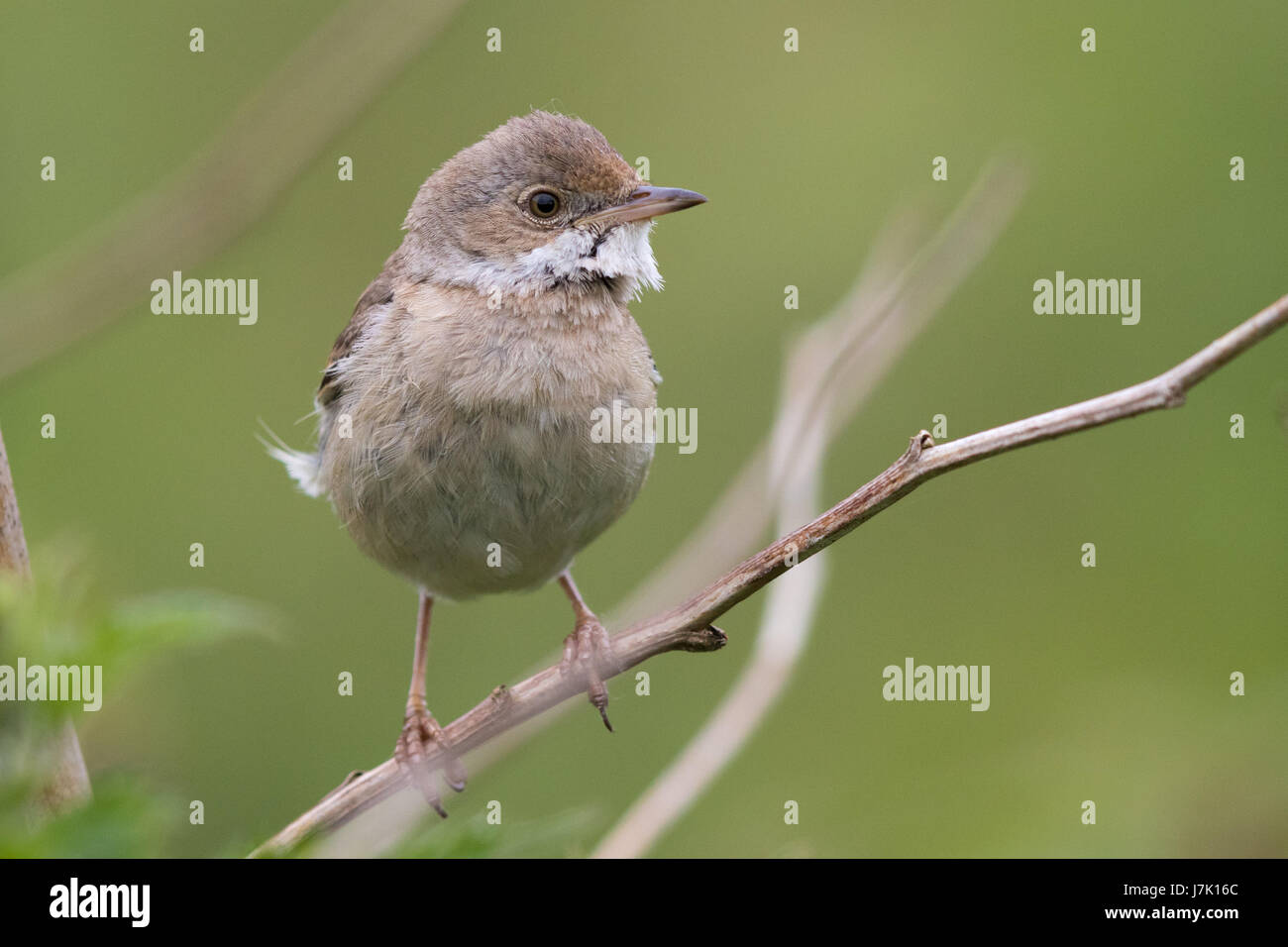 Gemeinsame Whitethroat (Sylvia Communis) Stockfoto