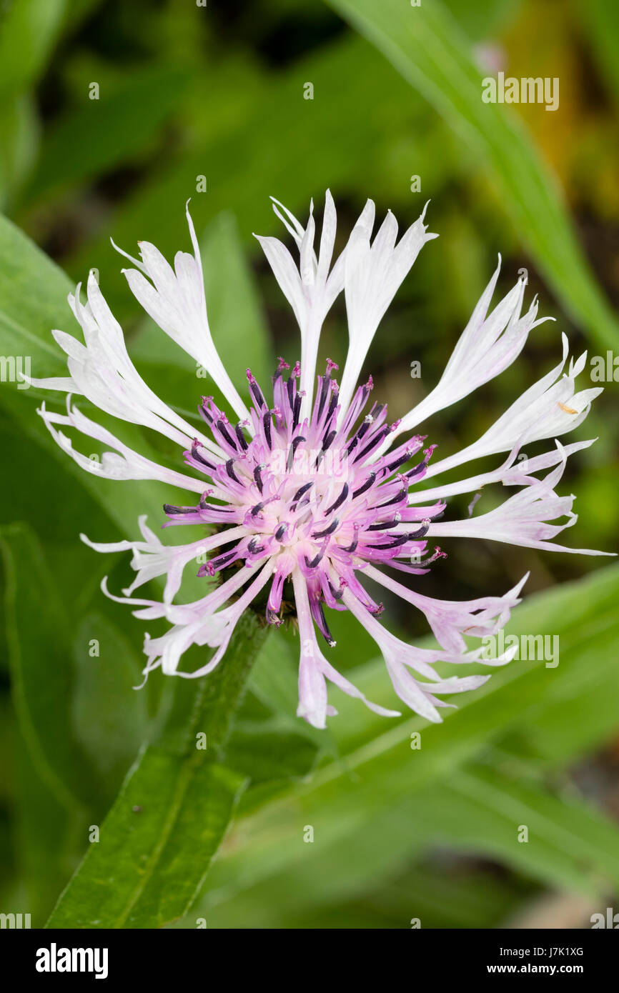 Weiße Blütenblätter und eine blasse rosa Zentrum des Cottage Garten Favoriten, Centaurea Montana 'Alba' Stockfoto