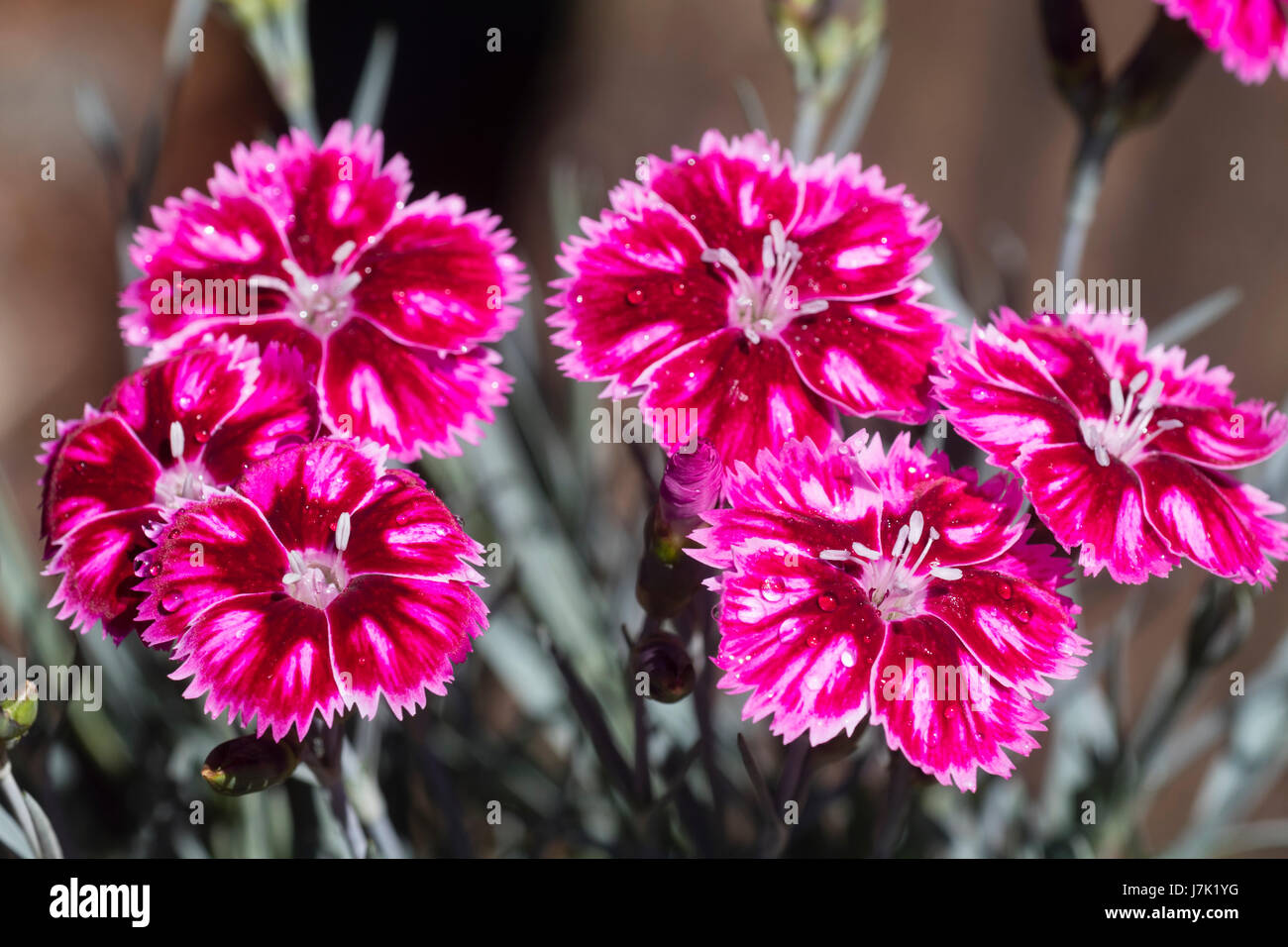 Leuchtend rote und rosa Blüten des kompakten Garten rosa, Dianthus "Supernova", eine lange blühende, duftende Vielfalt Stockfoto