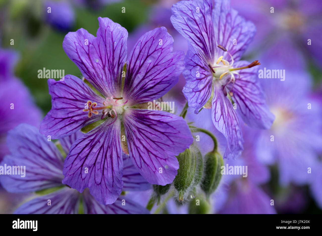 Nahaufnahme der Blüte frosthart, Geranium Renardii Hybrid, Geranium "Skapa Flow', zeigt die lila Nektar-Guides auf den Blütenblättern Stockfoto