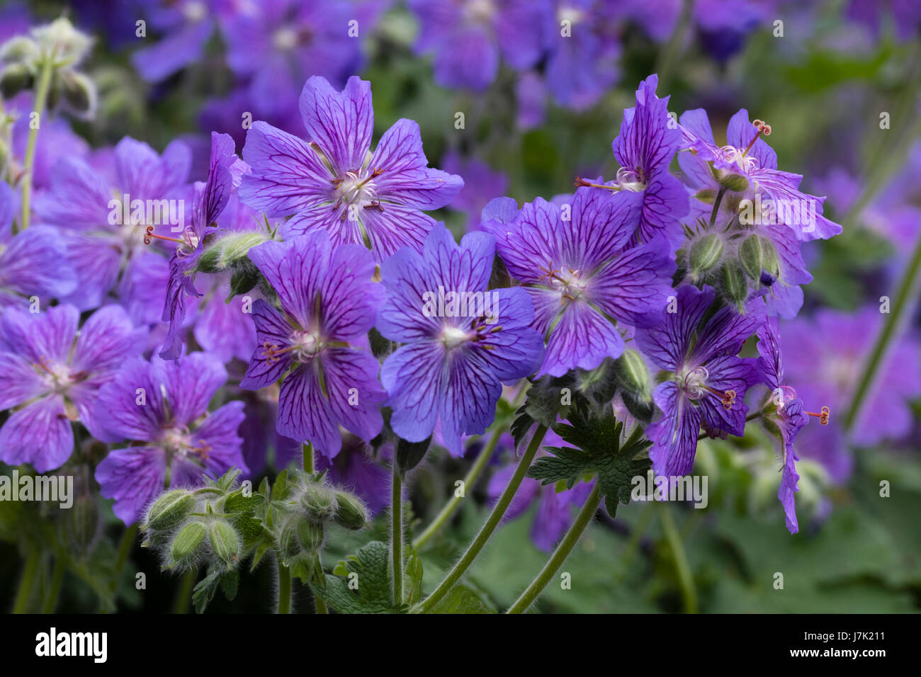 Blumen des frosthart, Geranium Renardii Hybrid, Geranium "Skapa Flow', zeigt die lila Nektar-Guides auf den Blütenblättern Stockfoto