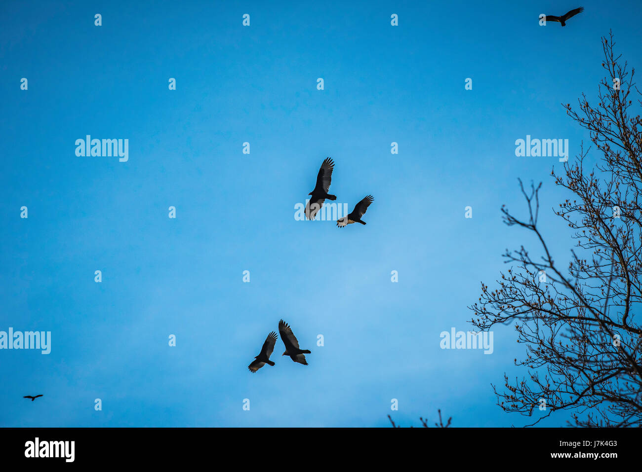 Türkei-Geier steigen Sie über den Fluss. Stockfoto