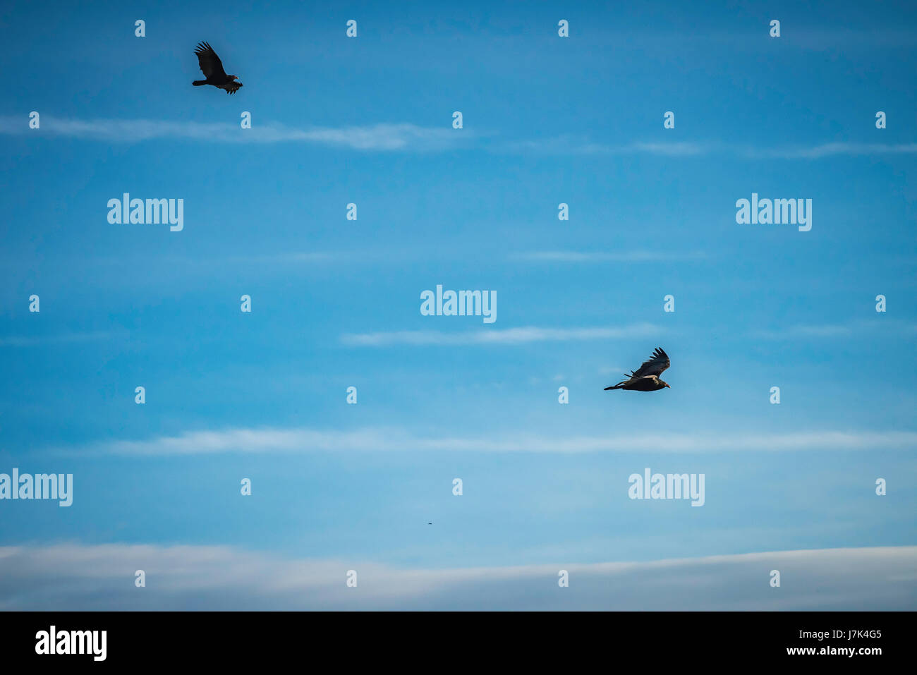 Türkei-Geier steigen Sie über den Fluss. Stockfoto