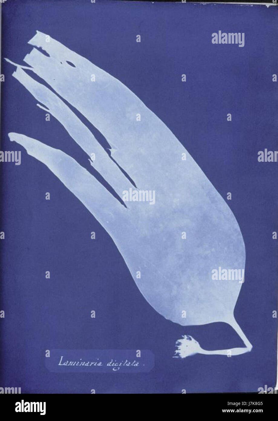 Zyanotypenfoto „Laminaria digitata“ von Anna Atkins, erstellt zwischen 1843 und 1853. Atkins, eine englische Botanikerin und Fotografin, ist bekannt für ihre Pionierarbeit in der fotografischen Illustration, insbesondere in ihrem Buch Photographs of British Algae: Cyanotype Impressions. Dieses Bild zeigt ihre innovative Anwendung des Cyanotypverfahrens zur Dokumentation von Meeresalgen. Stockfoto