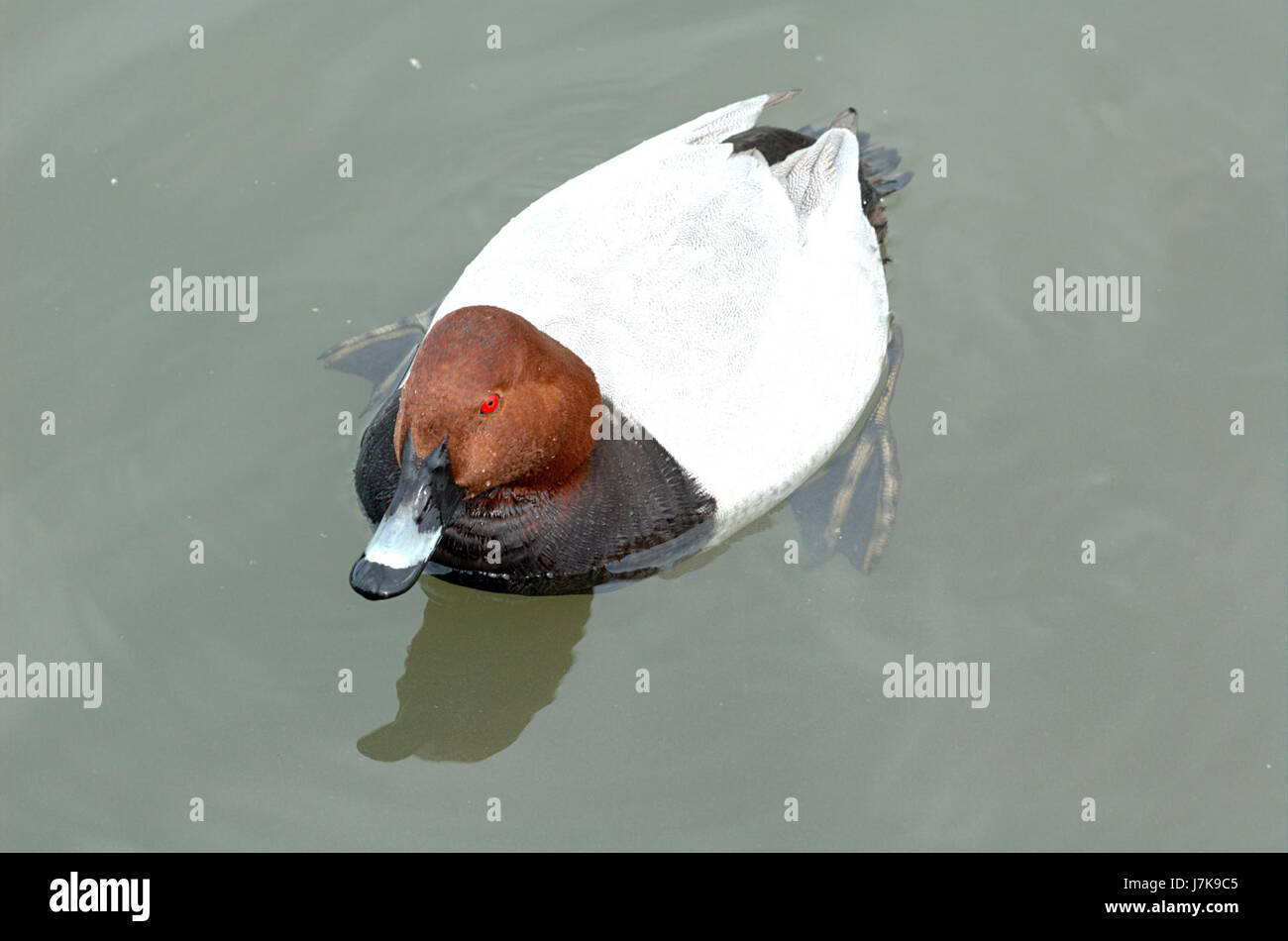 Aythya ferina, auch bekannt als die gewöhnliche Pochard, ist eine Art von Tauchenten, die in Europa und Asien zu finden ist. Sie ist für ihr charakteristisches Gefieder bekannt und findet sich in Feuchtgebieten häufig während der Migrationszeiten. Stockfoto