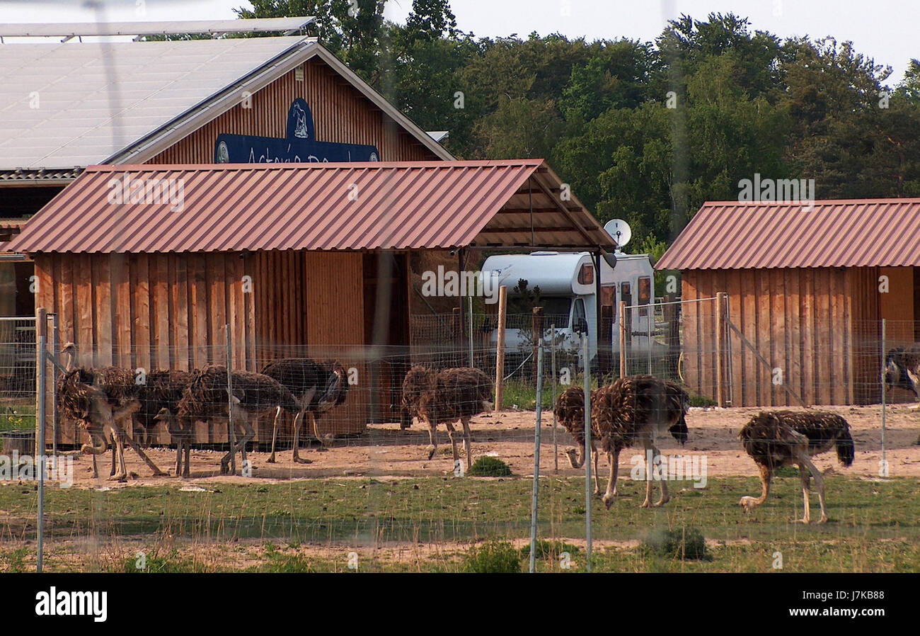 Dieses Bild zeigt die Straussenfarm in Walldorf, Deutschland. Die Farm zeigt die Züchtung und Pflege von Straußen und bietet Einblick in die landwirtschaftliche Praxis und Tierhaltung in Deutschland. Stockfoto