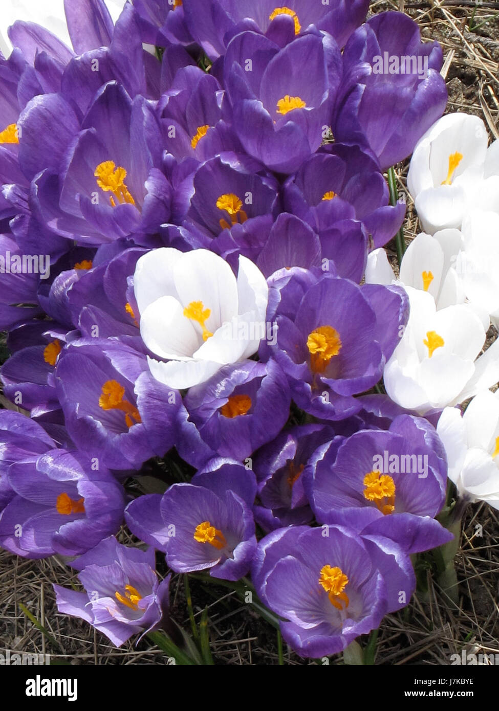Dieses Bild zeigt eine Krokusblume, die im April 2011 in Massachusetts, USA, blühte. Der Krokus ist eine der frühesten Frühlingsblumen, bekannt für seine lebhaften Farben und die symbolische Assoziation mit der Ankunft des Frühlings. Stockfoto