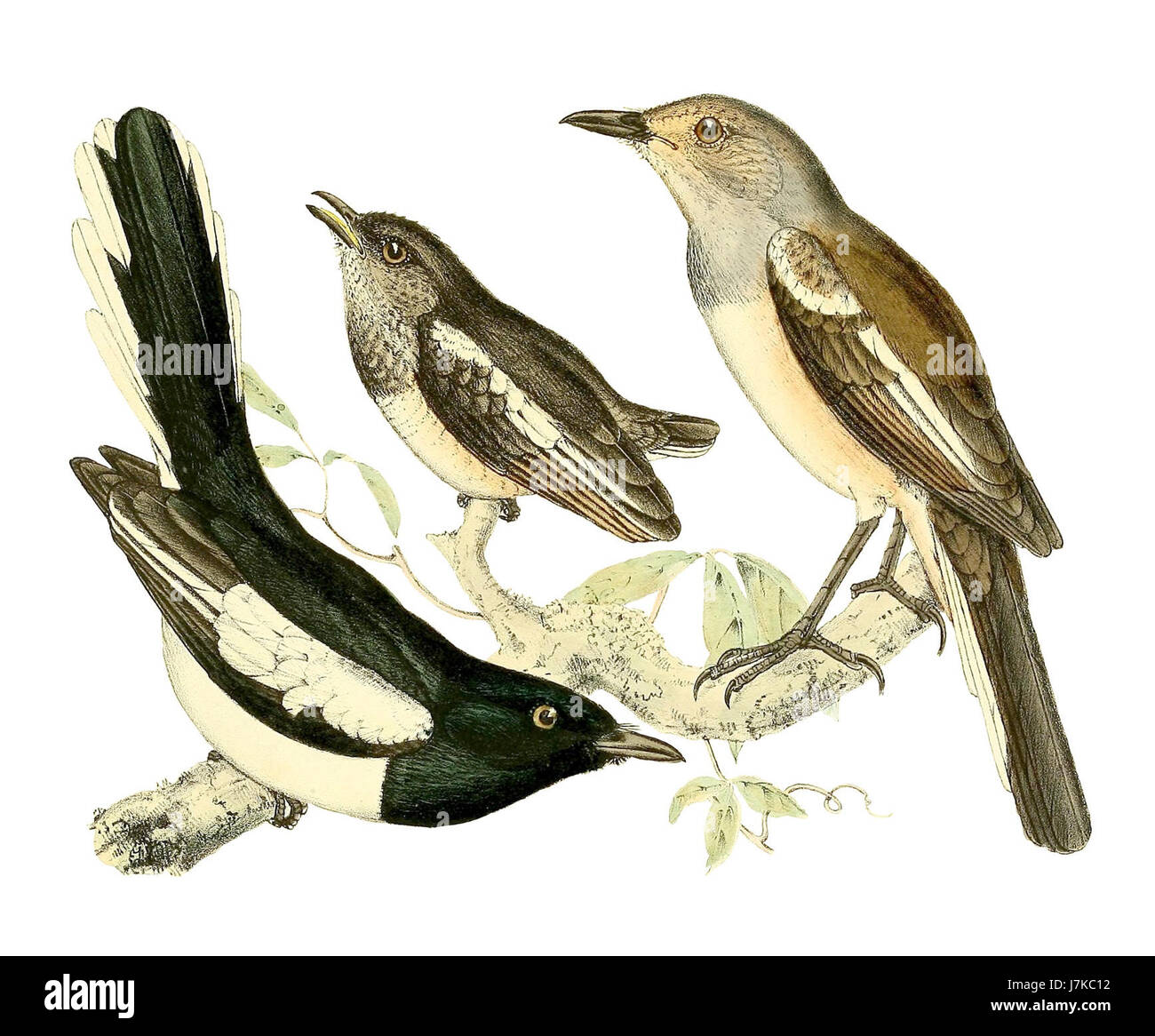 Copsychus Albospecularis Pica 1868 Stockfoto