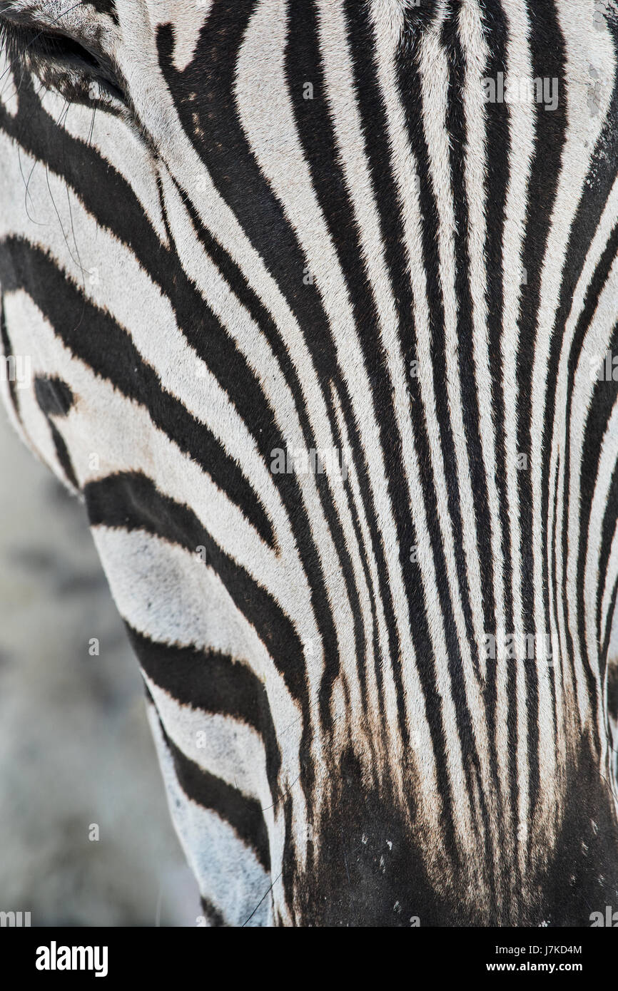 Zebra di Burchell (Equus Quagga Burchellii), Burchell Zebra Stockfoto