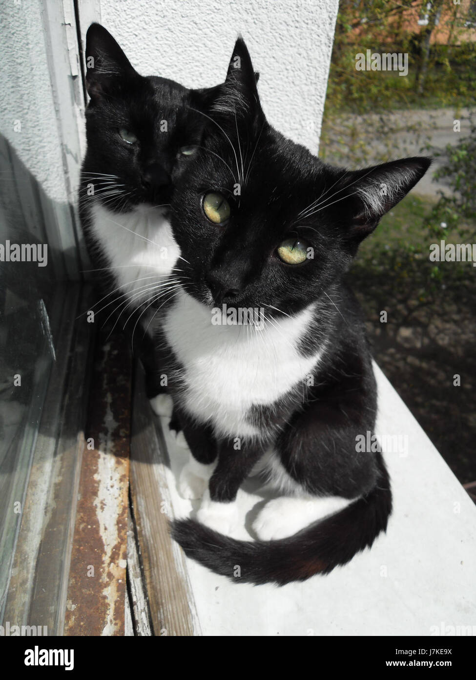 1 1 schwarze und weiße Katzen Stockfoto