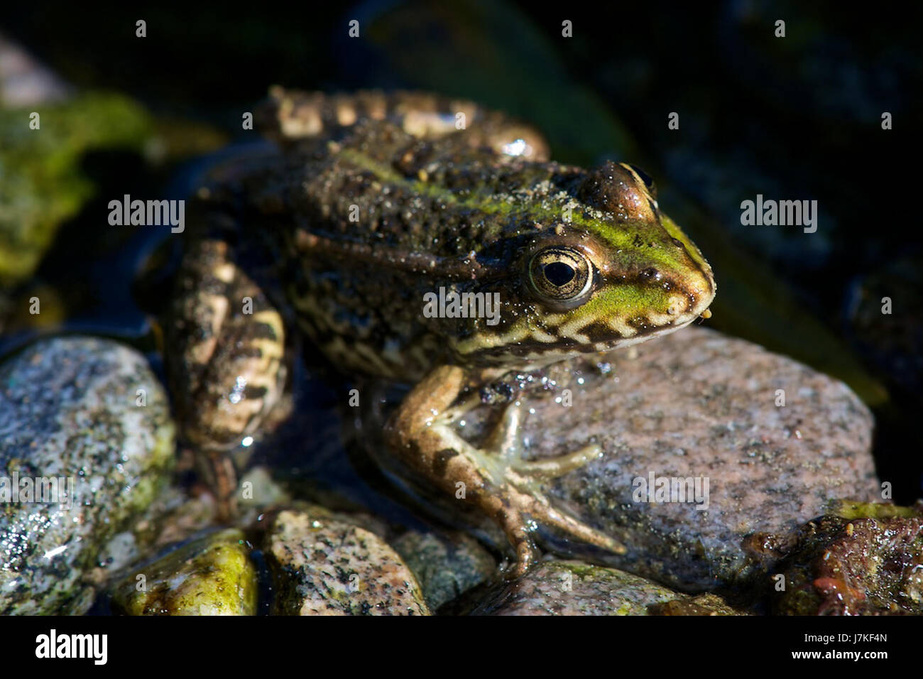 2011-05-18 RanaRidibunda DSC 2233 Stockfoto