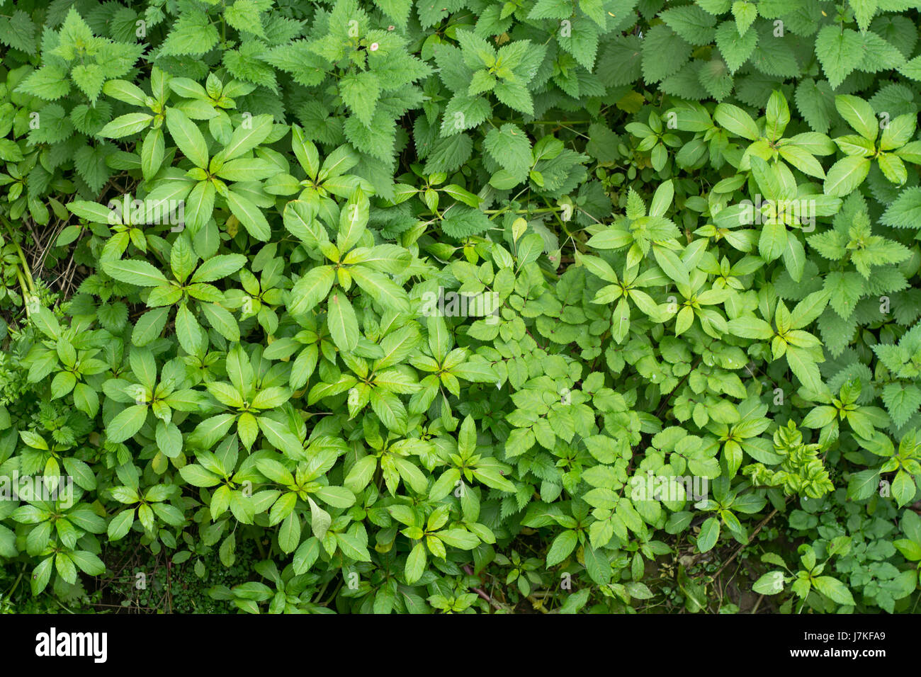 Indisches Springkraut (Impatiens Glandulifera) vegetativen Wachstums. Invasive Pflanze wächst auf britische Naturschutzgebiet in Familie Balsaminaceae Stockfoto