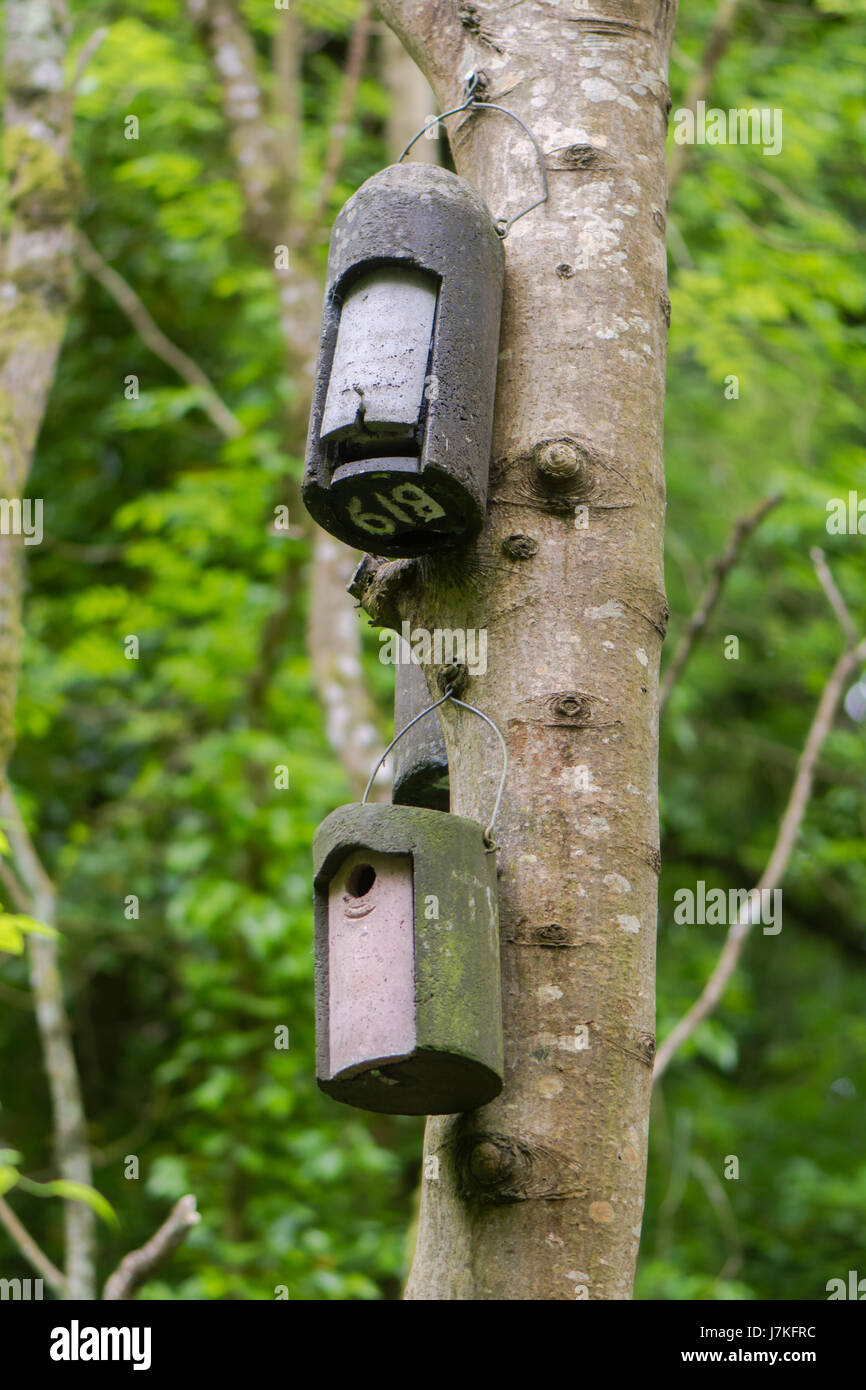 Fledermauskasten und Vogel-Kasten Baum befestigt. Künstliche Quartiere zur Verfügung gestellt für die Tierwelt hängen vom Stamm der Esche in der britischen Natur reservieren Stockfoto