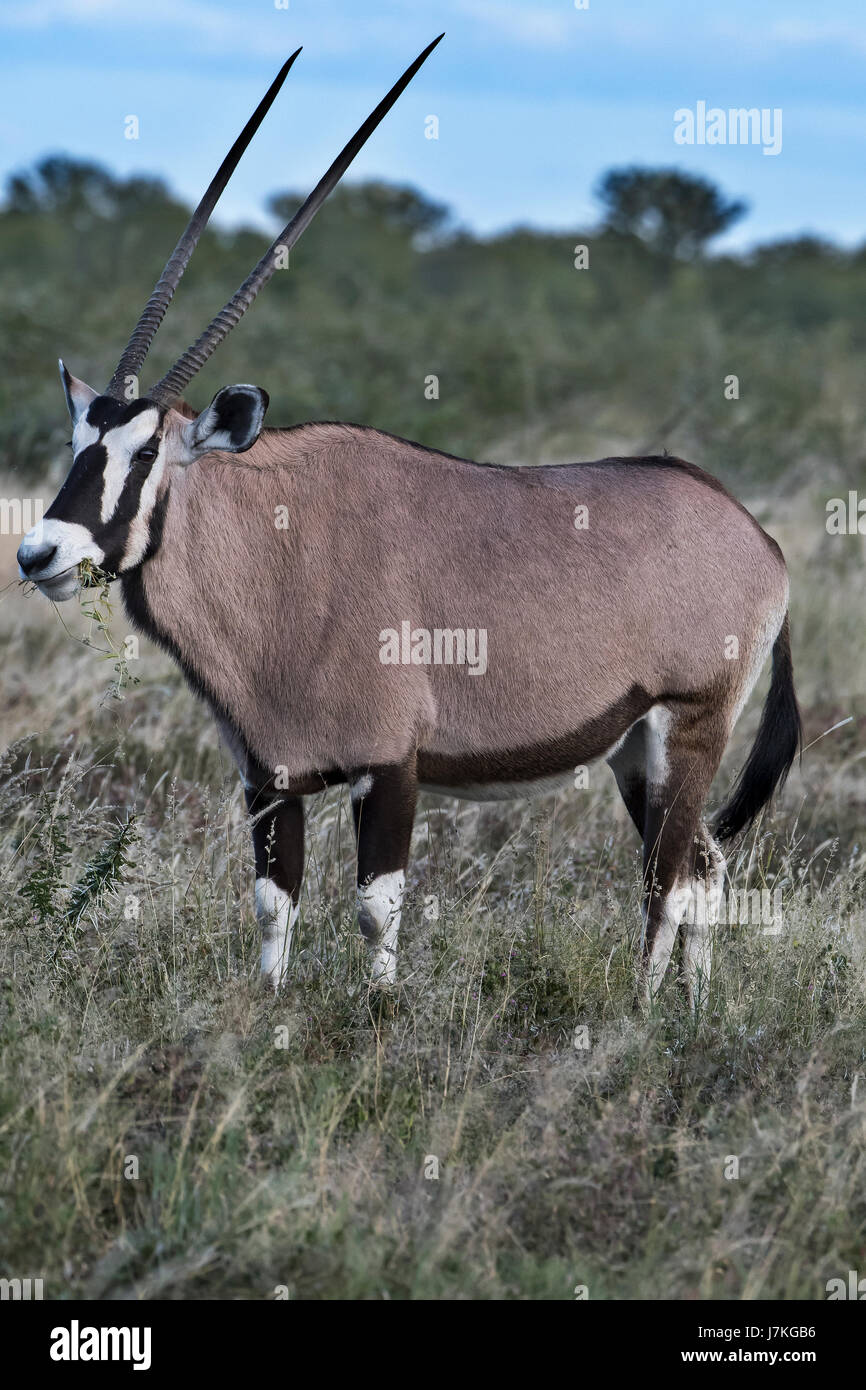 Oryx Gazella, Gemsbock Stockfoto