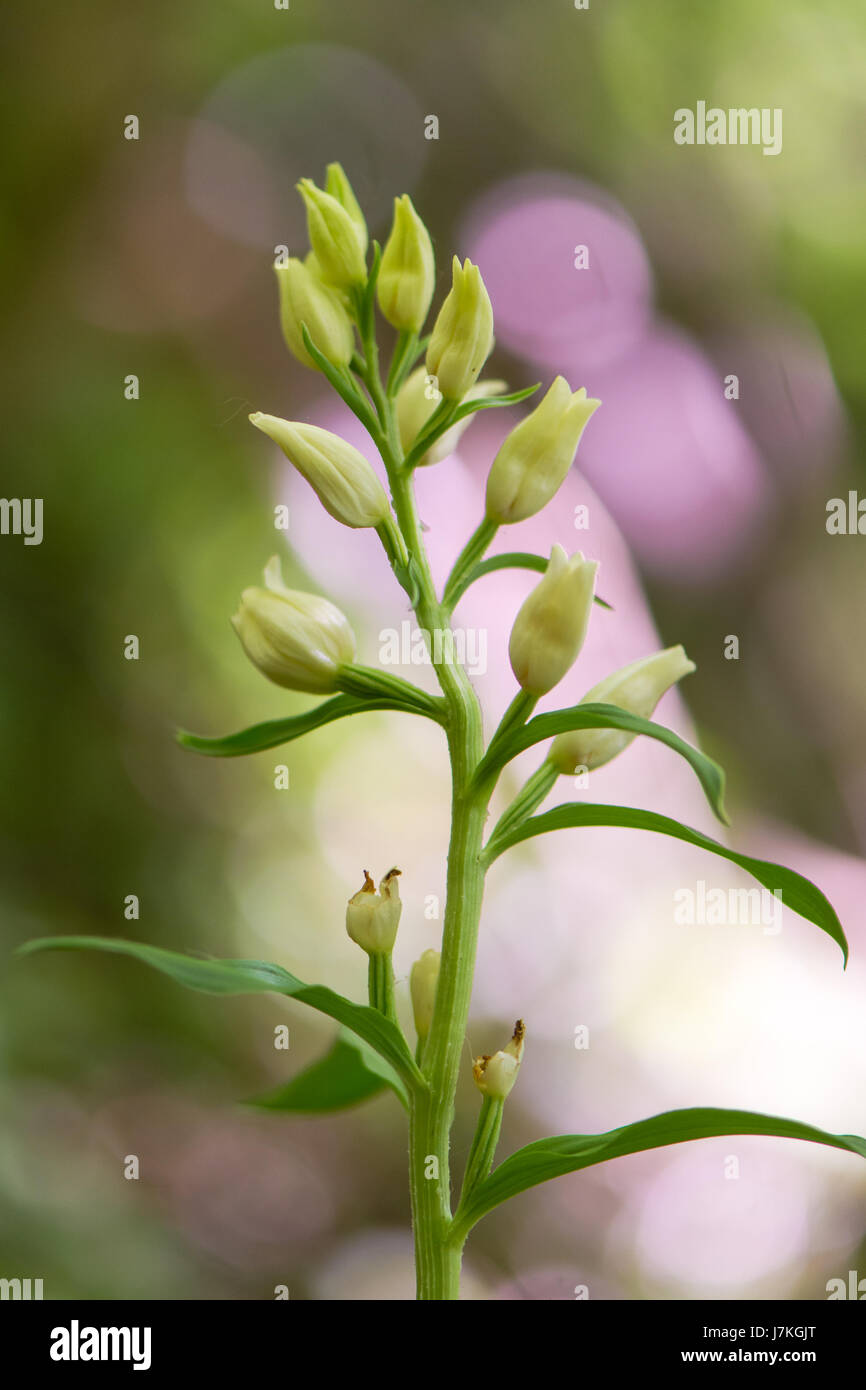 Weiße Helleborine (Cephalanthera Damasonium) Pflanze im blühen  selbstbefruchtenden Blumen Orchideen (Orchidaceae) in Buche-Wald, Westbury,  Wiltshire Stockfotografie - Alamy