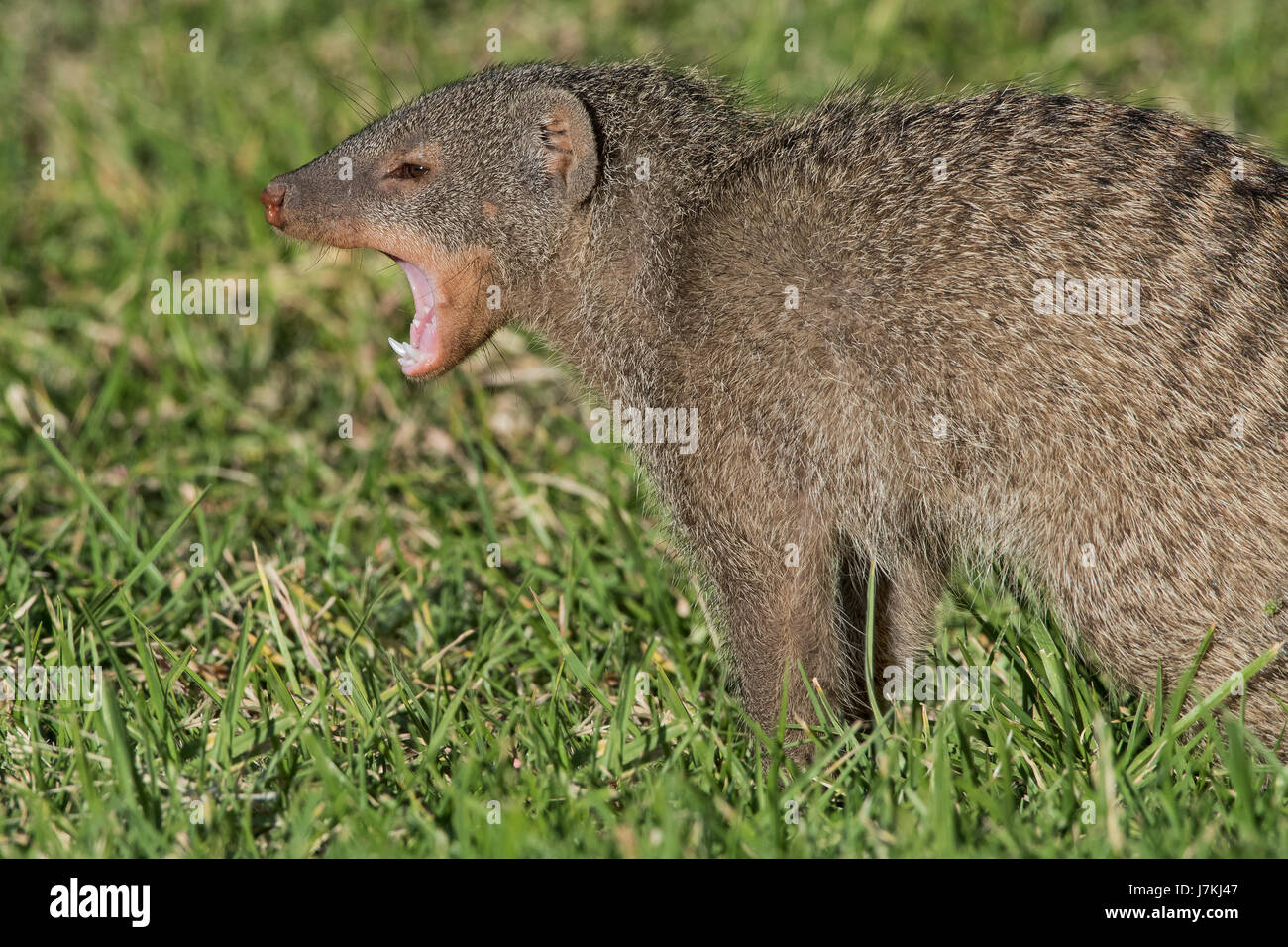 Mungos Mungo, gebändert Mongoose Stockfoto