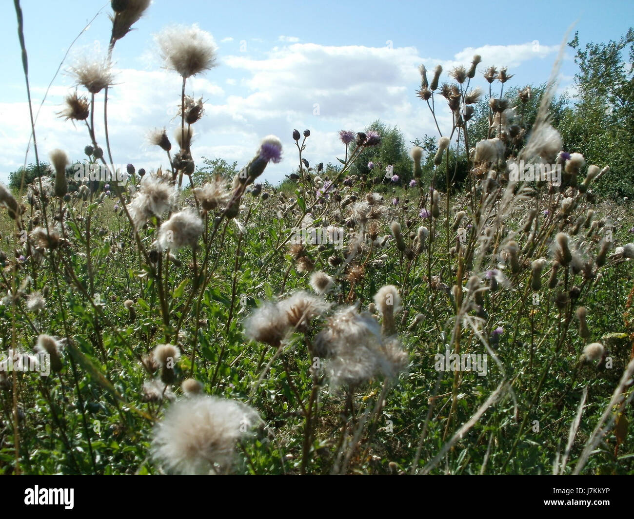 Bach Leopoldswiesen bezieht sich auf einen bemerkenswerten Ort im Zusammenhang mit dem Komponisten Johann Sebastian Bach. Diese Gegend ist historisch bedeutsam im Zusammenhang mit Bachs Reisen und Aufführungen zu seinen Lebzeiten. Stockfoto