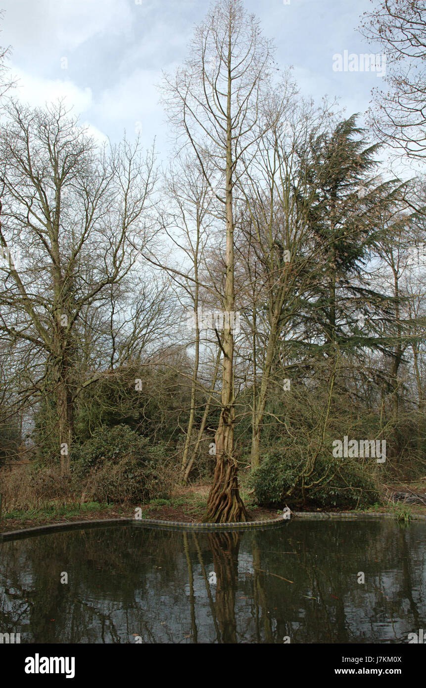 Der Holland Park Pond ist ein landschaftlich reizvoller Ort in London, der sich im Holland Park befindet und einen ruhigen Naturraum bietet. Der Teich ist von Grün umgeben, was zur Artenvielfalt des Parks beiträgt und den Besuchern eine friedliche Umgebung bietet. Stockfoto