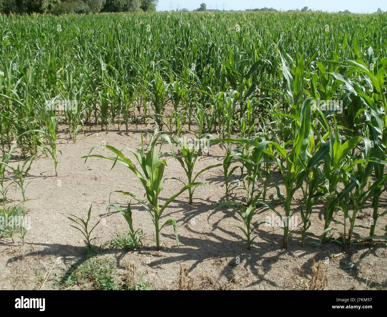 Das Bild vom 16. Juli 2011 zeigt den Hockenheimring, eine bekannte Motorsportstrecke in Deutschland. Das Hotel liegt in Baden-WÃ¼rttemberg und ist berühmt für den Großen Preis von Deutschland und andere Motorsportveranstaltungen. Stockfoto