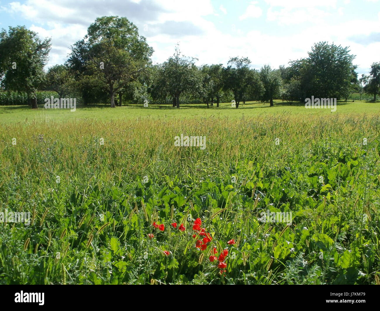 Dies bezieht sich auf ein Ereignis oder eine Aufzeichnung aus Hockenheim, Deutschland, vom 18. Juli 2011. Dabei kann es sich um den Hockenheimring, eine berühmte Rennstrecke, oder um andere lokale Aktivitäten handeln, bei denen die Teilnahme der areaâ an Motorsport oder regionalen Veranstaltungen während dieser Zeit gezeigt wird. Stockfoto