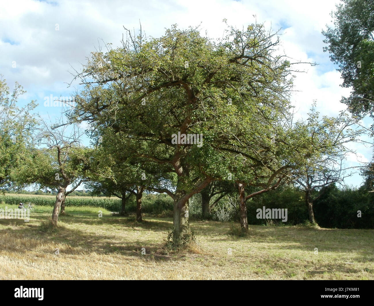 20110718Hockenheim23 Stockfoto