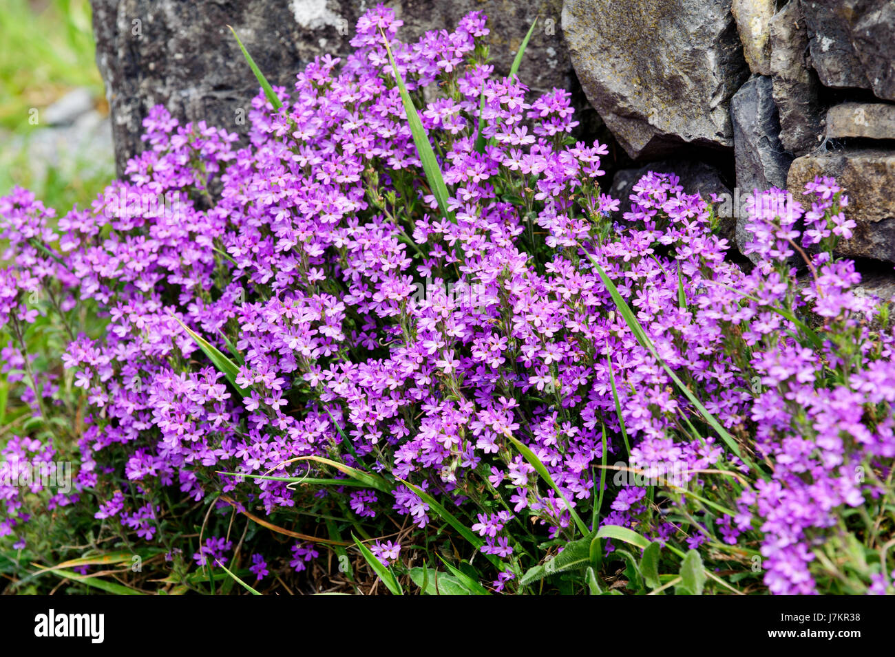 Fee Fingerhut, Starflower (Erinus Alpinus) - einheimischen Blumen in Irland, Europa Stockfoto