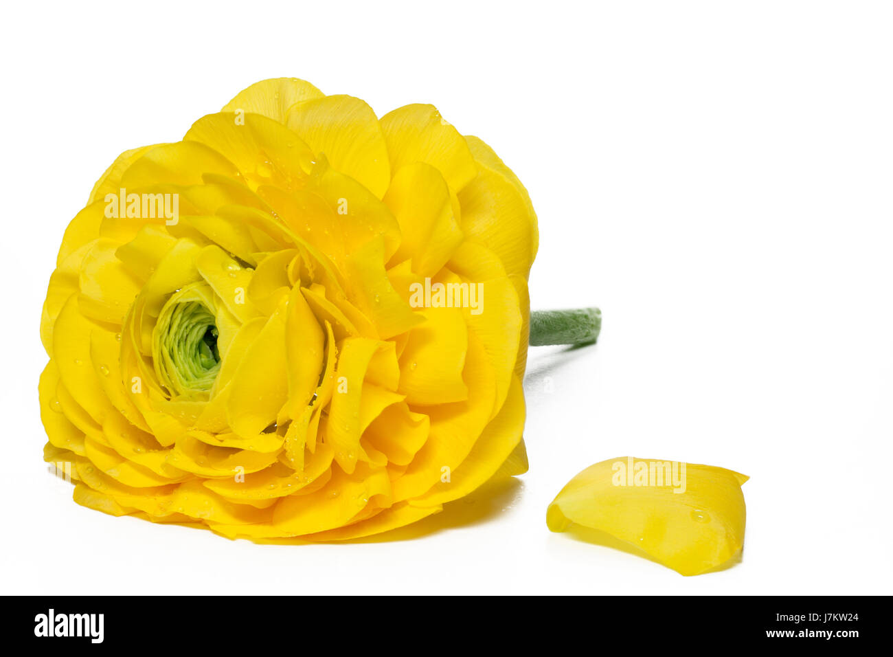 Hahnenfuß - Ranunculus asiaticus Stockfoto