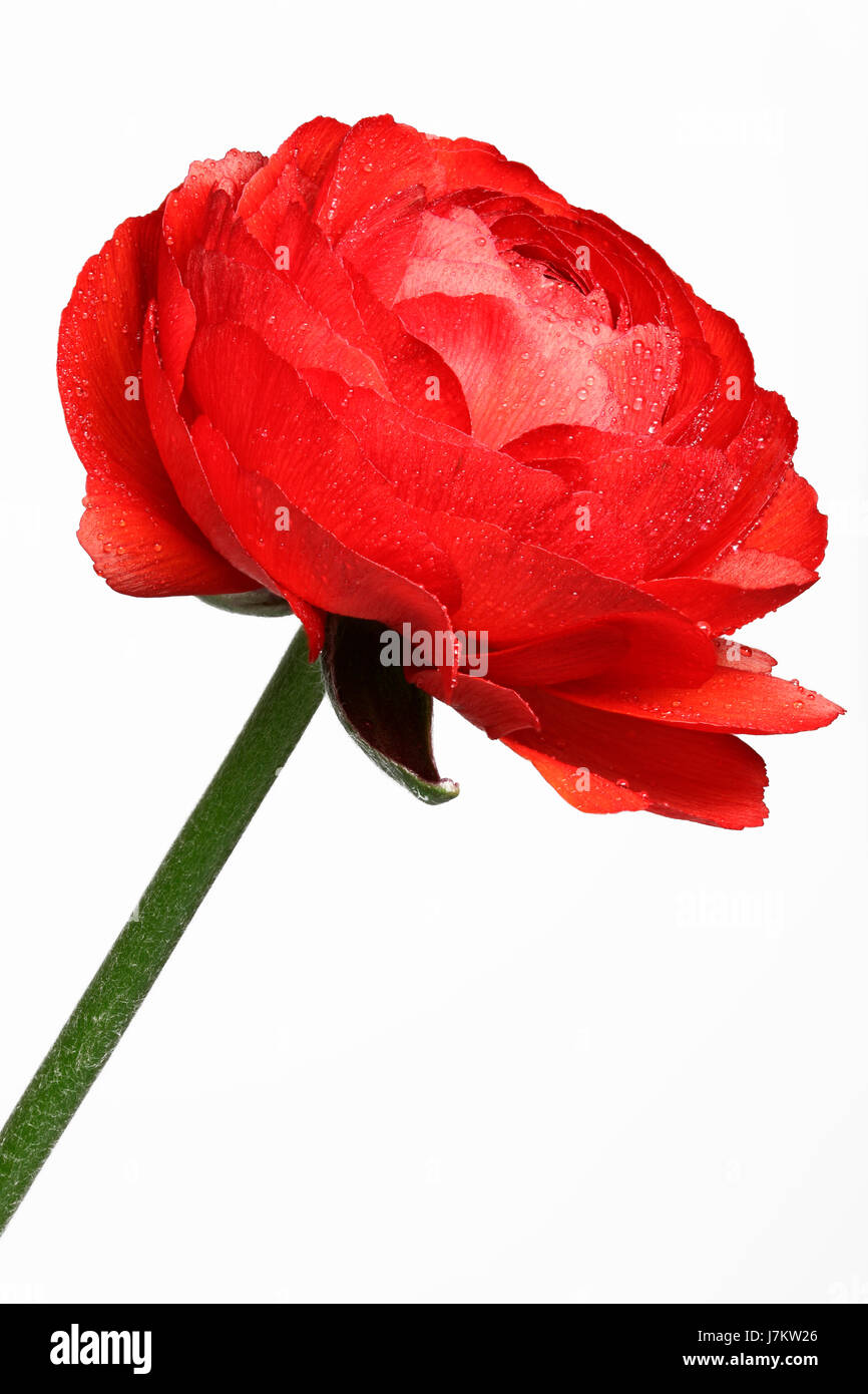 Hahnenfuß - Ranunculus asiaticus Stockfoto