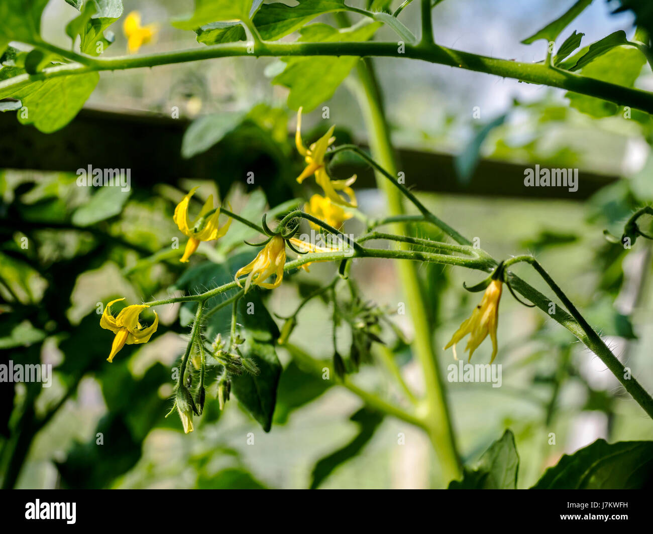 Blumen auf einer Tomaten-Rebe. Stockfoto