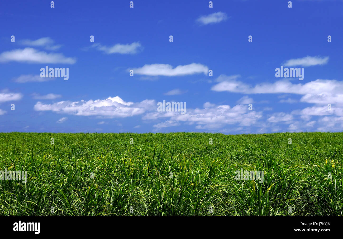 Land Realty Boden Umwelt Enviroment Horizont Landwirtschaft Landwirtschaft Wolke Stockfoto