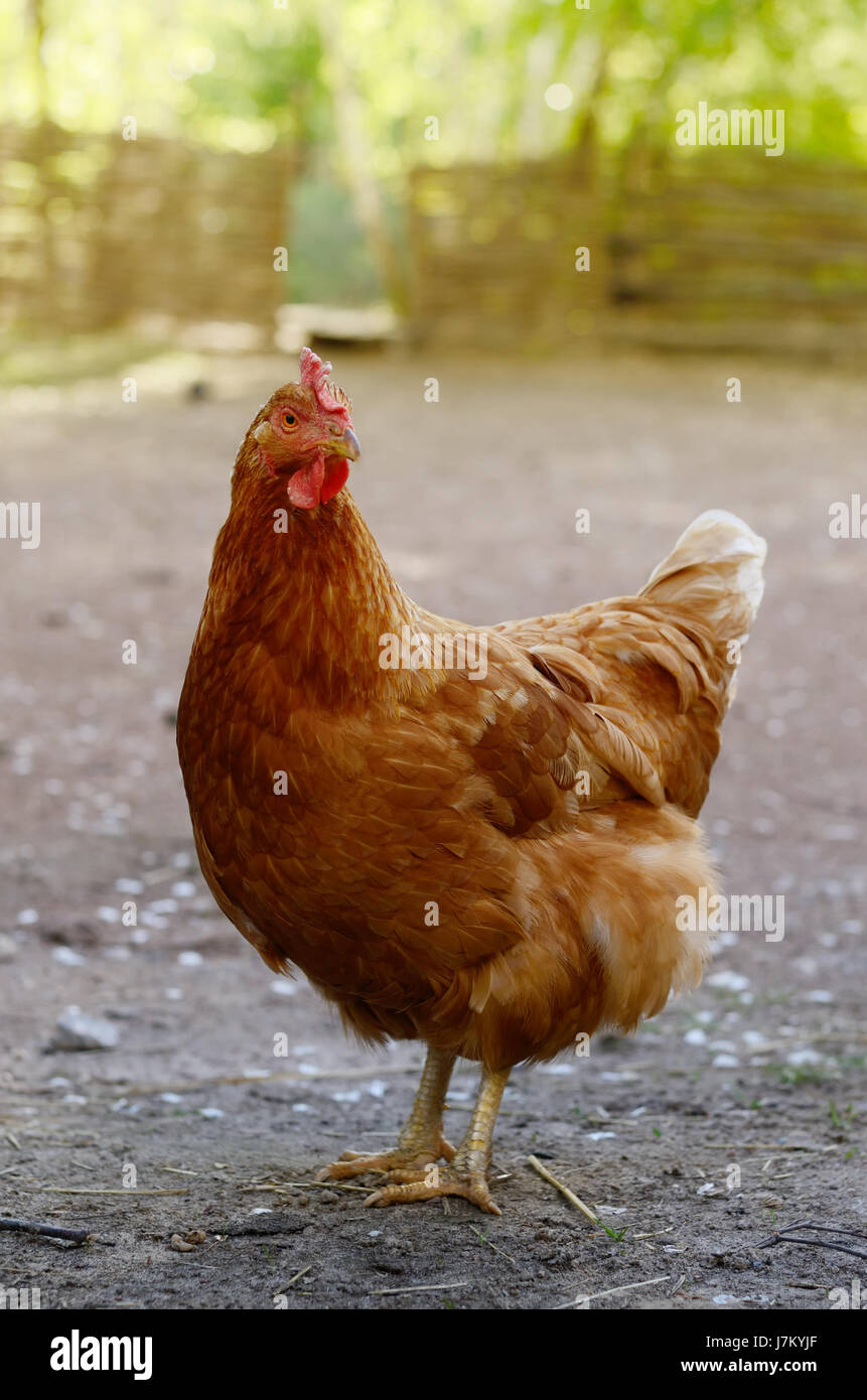 Leuchtend bunte Henne in Freilandhaltung auf Hinterhof, Geflügel-Lauf, Stockfoto