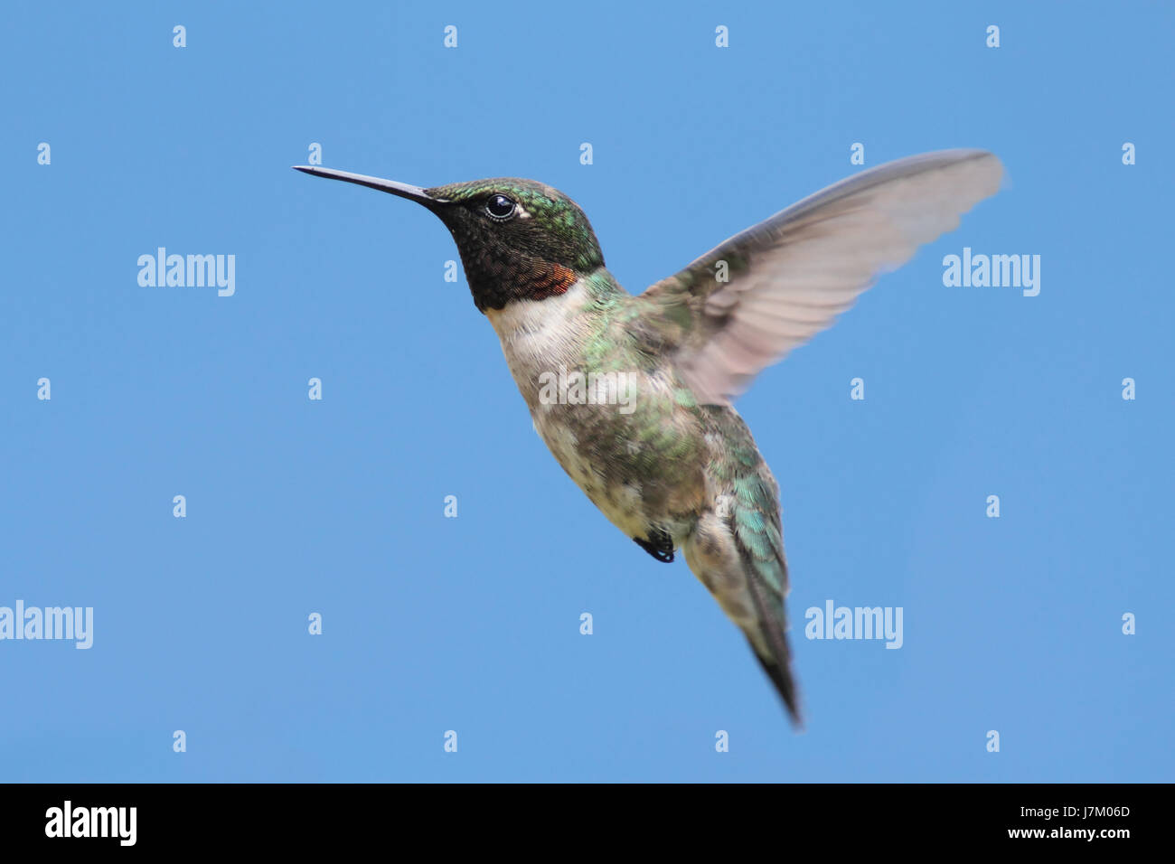 Wildvögel Tierwelt Kolibri Natur Blau Tiere Vogel Fauna Wildvögel Flügel Stockfoto